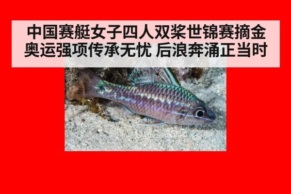中国赛艇女子四人双桨世锦赛摘金 奥运强项传承无忧 后浪奔涌正当时